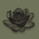 Hummingbird Lotus